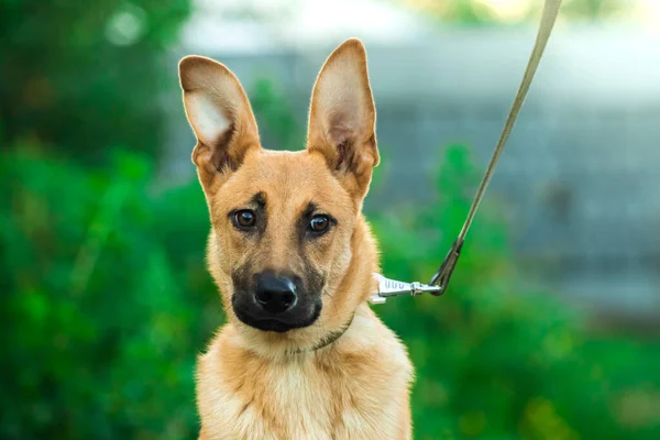 Surprised and expressive dog on a leash with big ears, portrait