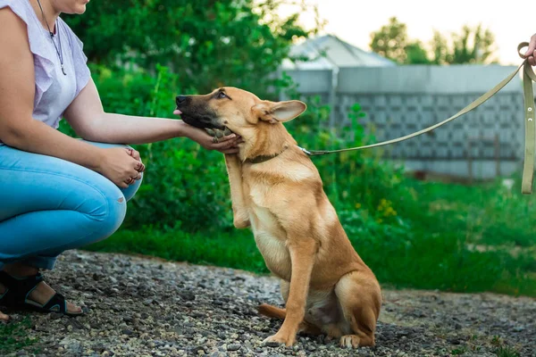 Собака дает лапу владельцу и показывает ему свой язык, смешное фото мема — стоковое фото