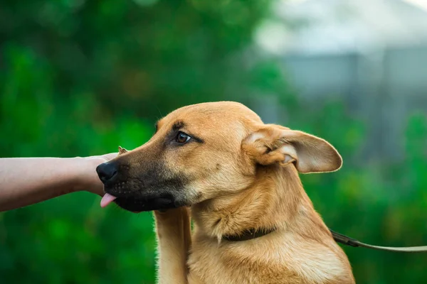 The dog gives a paw to the owner and shows him his tongue, funny meme photo — Stock Photo, Image