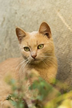 Kızıl bir kedi yavrusu, bitkilerin yanında çok ciddi bir ifadeyle bahçede oturur ve arka planda bir çitin arkasına yaslanır. Kırsal bir kedinin güzel bir fotoğrafı.
