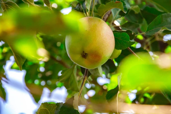 Garden with apples and grapes in the backyard of the private sector beautiful cozy photos