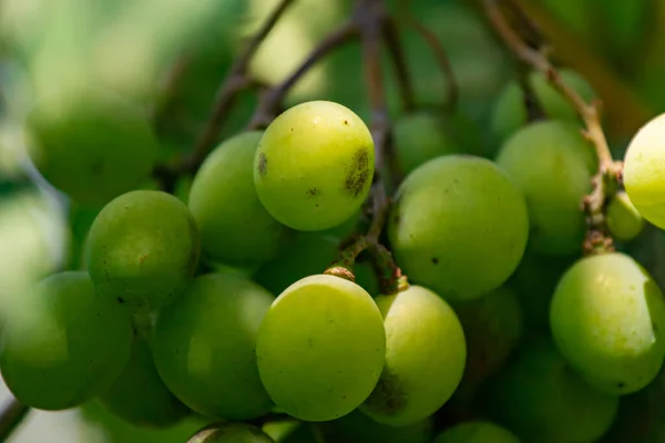 Bahçede Özel Sektörün Arka Bahçesinde Elmalar Üzümler Var Güzel Samimi — Stok fotoğraf
