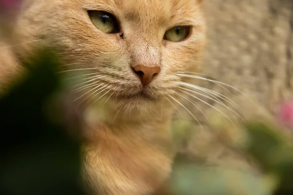 Ginger Kitten Sits Garden Very Serious Expression Plants Simple Background — Stock Photo, Image