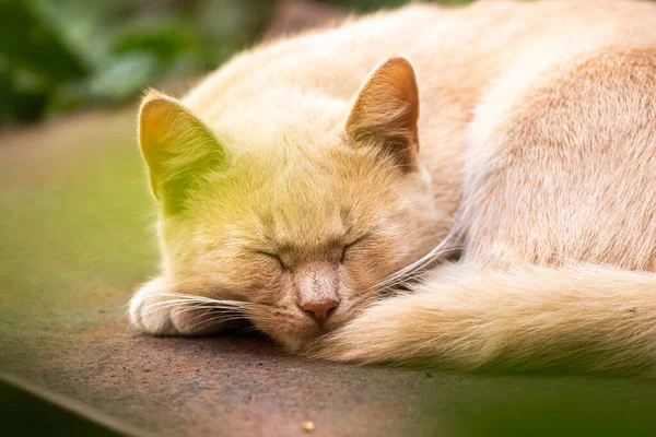 一只生姜猫坐在花园里 它的表情非常严肃 背景简朴 篱笆后面是一张美丽的乡村猫的照片 — 图库照片