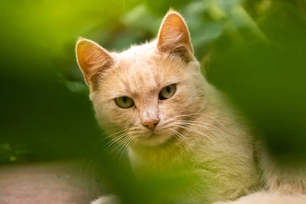 園内には生姜子猫が座っており 植物の近くに非常に真剣な表情をしており 塀や田園猫の美しい写真を背景にしたシンプルな背景になっています — ストック写真