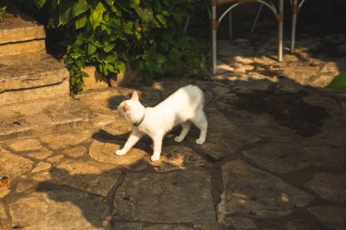 Kediler uzak bir yerdeki bir kilisenin yakınındaki inzivada yaşarlar ve kendilerini iyi hissederler.