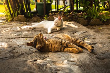 Kediler uzak bir yerdeki bir kilisenin yakınındaki inzivada yaşarlar ve kendilerini iyi hissederler.