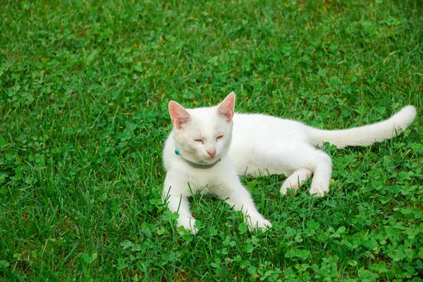 猫在遥远的山里的某个教堂附近隐居 感觉很好 — 图库照片