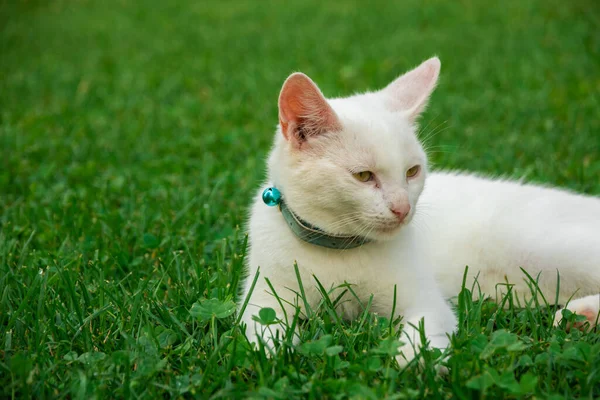 猫在遥远的山里的某个教堂附近隐居 感觉很好 — 图库照片