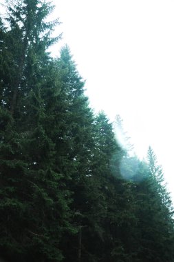 Su damlaları olan çam dallarına yakın çekim