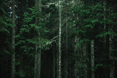 Su damlaları olan çam dallarına yakın çekim