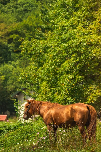 Κατοικίδια Άλογο Στα Χωριά Μεταξύ Των Βουνών Λιβάδια Στο Montenegro — Φωτογραφία Αρχείου