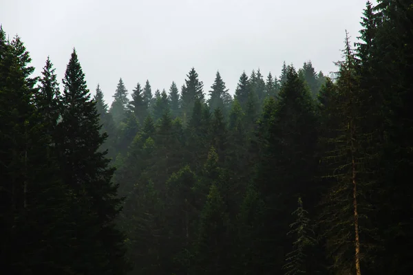 Montenegro Natura Viaggi Sfondo Europa Foresta Dopo Pioggia Montagna — Foto Stock