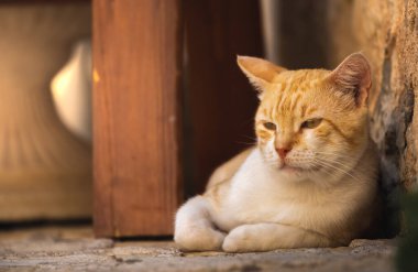 Karadağ 'ın eski Budva kentindeki kediler ve diğer hayvanlar, eski Avrupa binalarındaki hayvan yaşamı