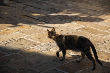 Karadağ 'ın eski Budva kentindeki kediler ve diğer hayvanlar, eski Avrupa binalarındaki hayvan yaşamı