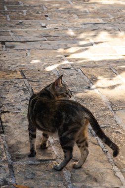 Karadağ 'ın eski Budva kentindeki kediler ve diğer hayvanlar, eski Avrupa binalarındaki hayvan yaşamı