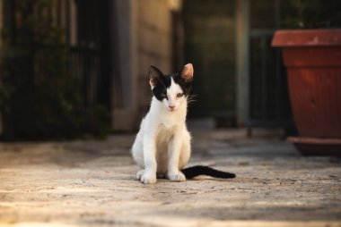 Karadağ 'ın eski Budva kentindeki kediler ve diğer hayvanlar, eski Avrupa binalarındaki hayvan yaşamı