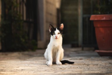 Karadağ 'ın eski Budva kentindeki kediler ve diğer hayvanlar, eski Avrupa binalarındaki hayvan yaşamı
