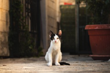 Karadağ 'ın eski Budva kentindeki kediler ve diğer hayvanlar, eski Avrupa binalarındaki hayvan yaşamı