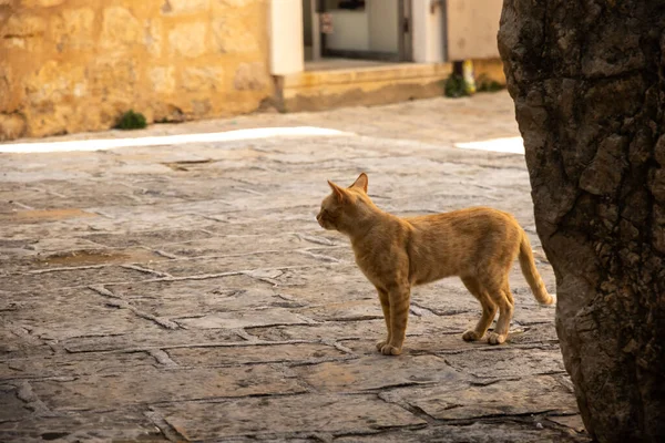 Kočky Jiná Zvířata Starém Městě Budva Černá Hora Život Zvířat — Stock fotografie