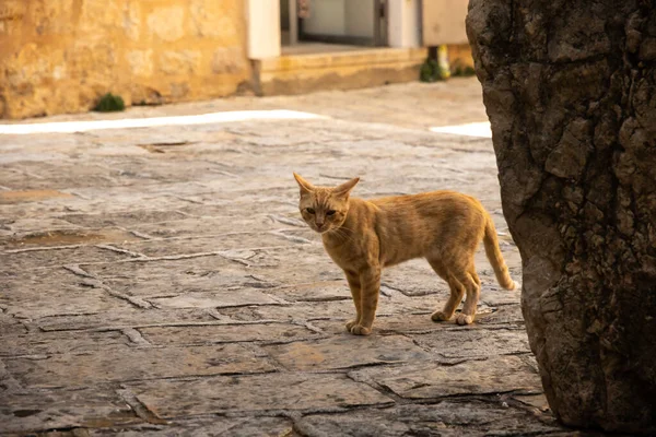 Kočky Jiná Zvířata Starém Městě Budva Černá Hora Život Zvířat — Stock fotografie