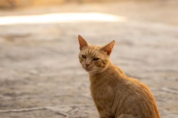 Cats Other Animals Old Town Budva Montenegro Animal Life Old — Stock Photo, Image