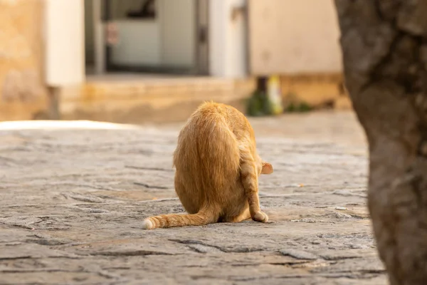 Kočky Jiná Zvířata Starém Městě Budva Černá Hora Život Zvířat — Stock fotografie