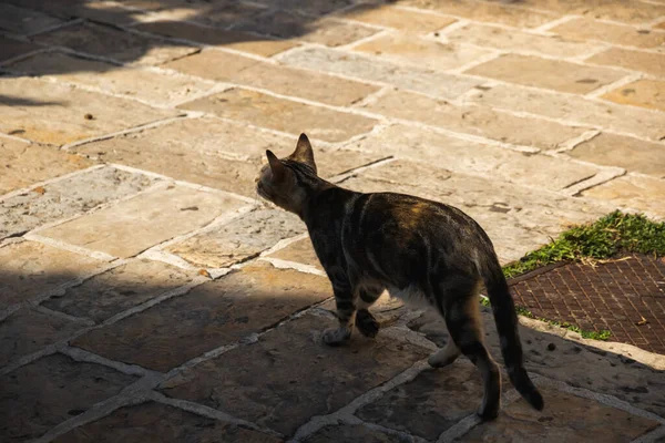 Chats Autres Animaux Dans Vieille Ville Budva Monténégro Vie Animale — Photo