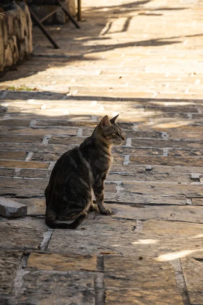 Коти Інші Тварини Старому Місті Будува Чорногорія Тваринне Життя Старих — стокове фото
