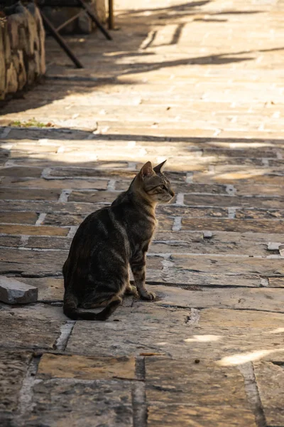 Katter Och Andra Djur Gamla Stan Budva Montenegro Djurliv Gamla — Stockfoto