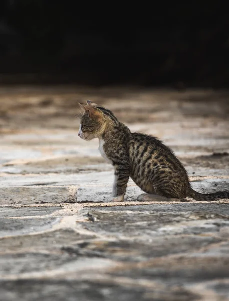 Katzen Und Andere Tiere Der Altstadt Von Budva Montenegro Tierleben — Stockfoto