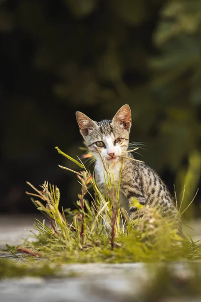 Katzen Und Andere Tiere Der Altstadt Von Budva Montenegro Tierleben — Stockfoto