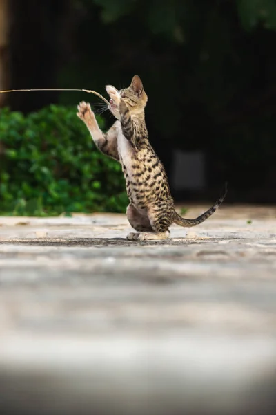 Katter Och Andra Djur Gamla Stan Budva Montenegro Djurliv Gamla — Stockfoto