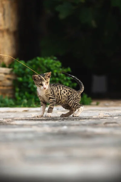 Katzen Und Andere Tiere Der Altstadt Von Budva Montenegro Tierleben — Stockfoto