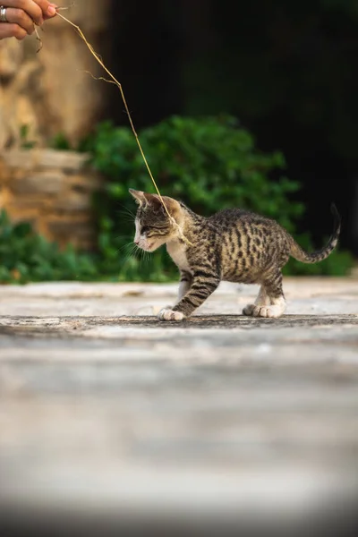 Karadağ Eski Budva Kentindeki Kediler Diğer Hayvanlar Eski Avrupa Binalarındaki — Stok fotoğraf
