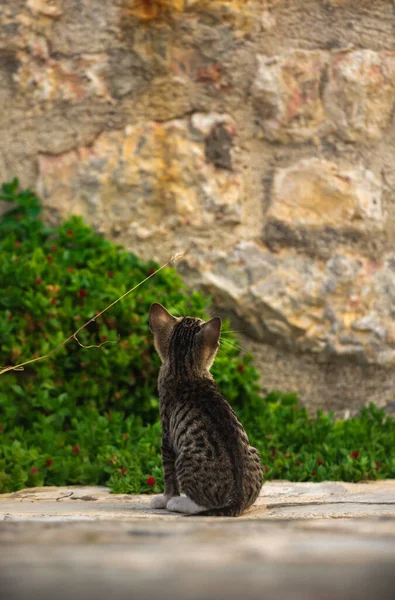 Kočky Jiná Zvířata Starém Městě Budva Černá Hora Život Zvířat — Stock fotografie