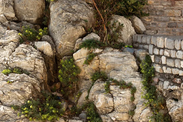 Hierba rompe la vieja piedra, budva —  Fotos de Stock