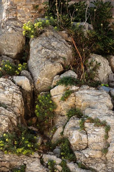 Piedras grandes, adoquines, están cubiertas de hierba, referencia —  Fotos de Stock
