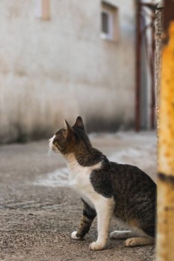 Karadağ 'ın eski kentinde Avrupa kedisi, dinlenme ve turizm, evcil hayvanlar.