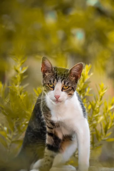 Европейская Кошка Старом Городе Черногория Отдых Туризм Домашние Животные — стоковое фото