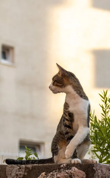 European cat in the old town, Montenegro, recreation and tourism, pet animals.