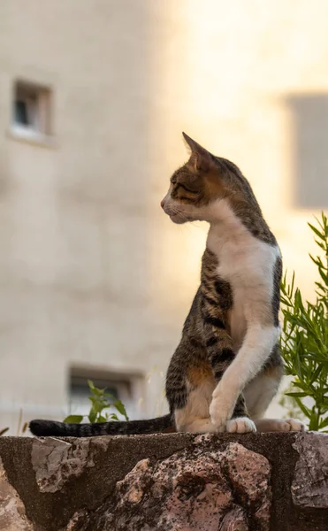 Gato Europeo Casco Antiguo Montenegro Recreación Turismo Animales Compañía — Foto de Stock