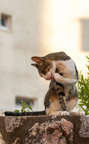 Európai Macska Óvárosban Montenegró Üdülés Turizmus Kedvtelésből Tartott Állatok — Stock Fotó
