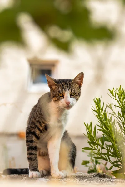 European cat in the old town, Montenegro, recreation and tourism, pet animals.
