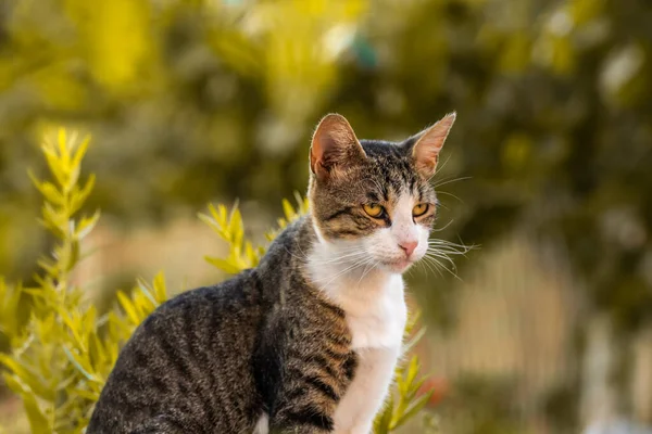 European cat in the old town, Montenegro, recreation and tourism, pet animals.