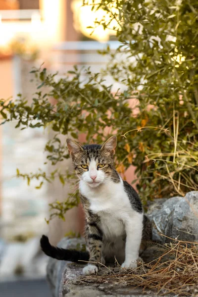 老城区的欧洲猫 娱乐和旅游 宠物动物 — 图库照片