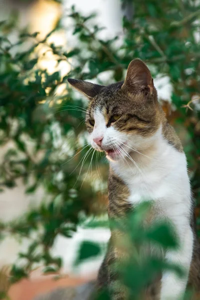마을의 고양이 Montenegro 레크리에이션과 — 스톡 사진