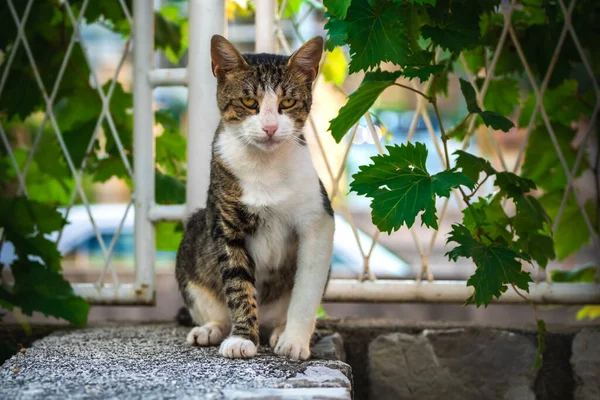 Європейська Кішка Старому Місті Чорногорія Відпочинок Туризм Домашні Тварини — стокове фото
