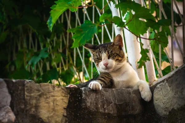 Evropská Kočka Starém Městě Černá Hora Rekreace Cestovní Ruch Domácí — Stock fotografie