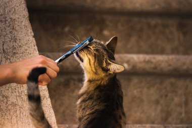 İnsanlara çok alışkın ünlü Kotor kedileri, Karadağ 'ın deniz kenarındaki Avrupa eski kasabası, eski duvarlarda sevimli hayvanlar